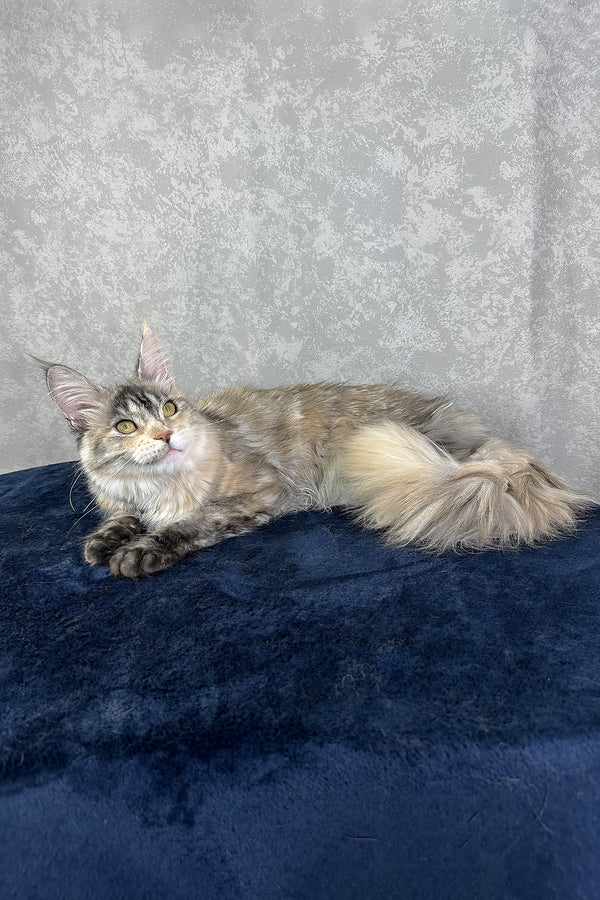 Yosha | Maine Coon Kitten