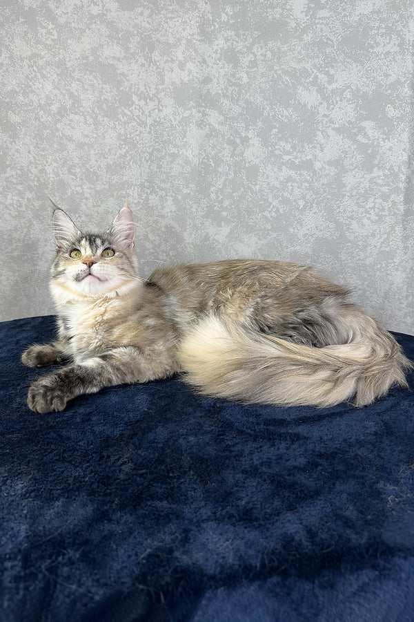 Yosha | Maine Coon Kitten