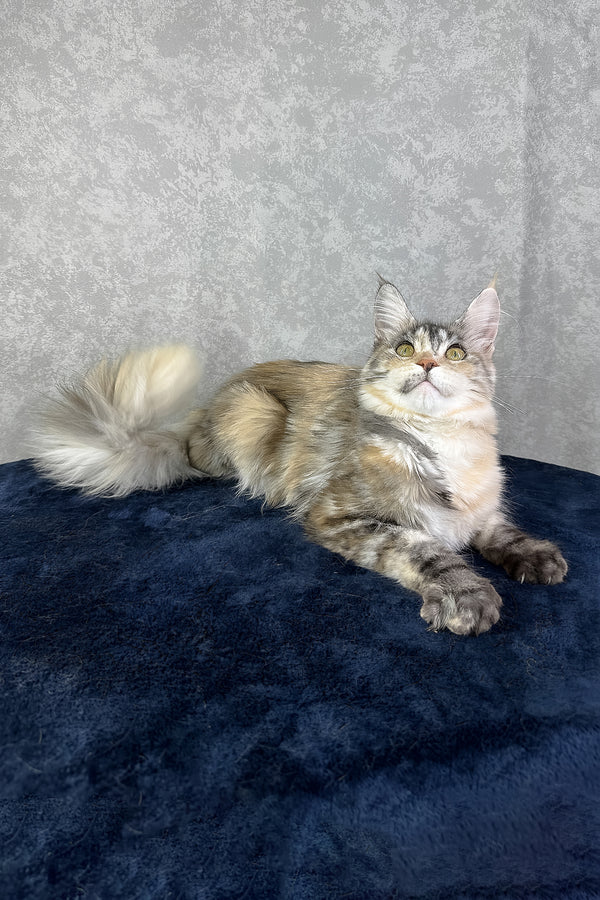 Yosha | Maine Coon Kitten