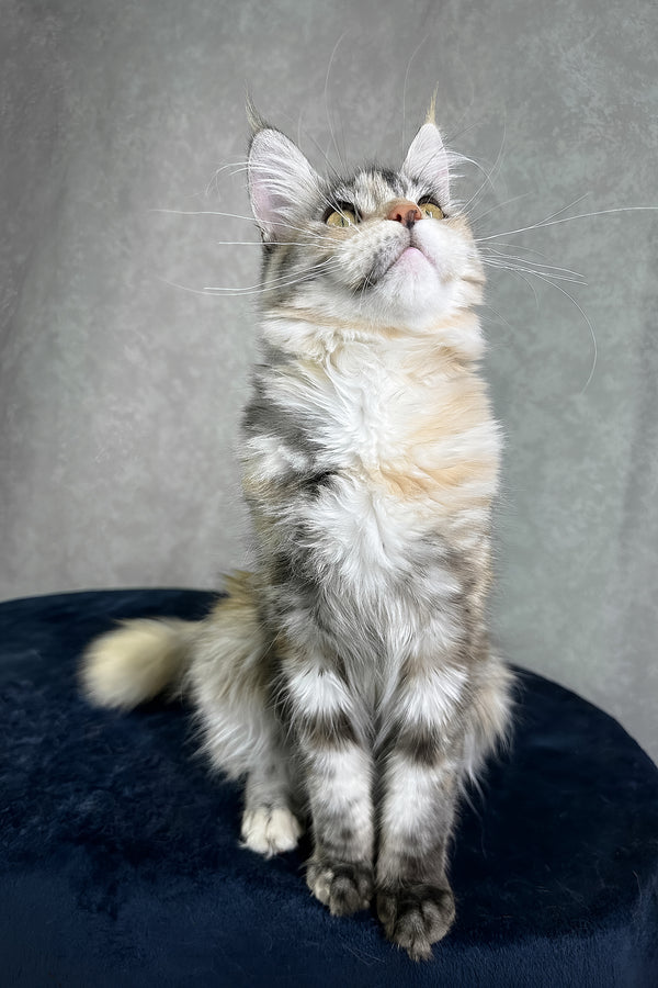 Yosha | Maine Coon Kitten
