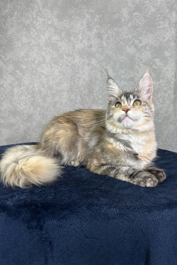 Yosha | Maine Coon Kitten