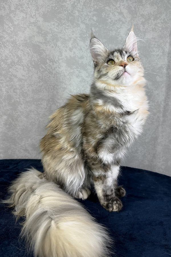 Yosha | Maine Coon Kitten