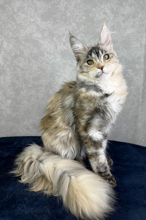 Yosha | Maine Coon Kitten