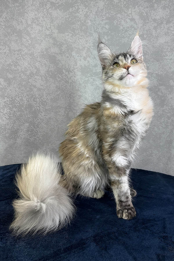 Yosha | Maine Coon Kitten