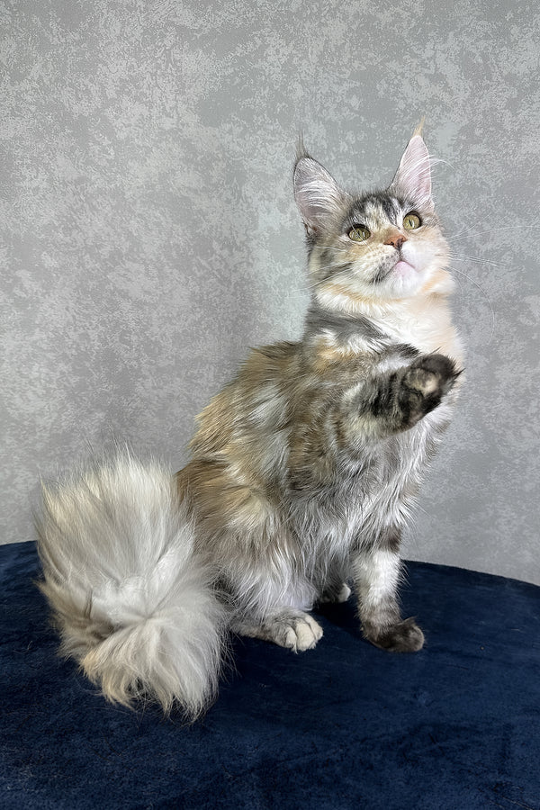 Yosha | Maine Coon Kitten