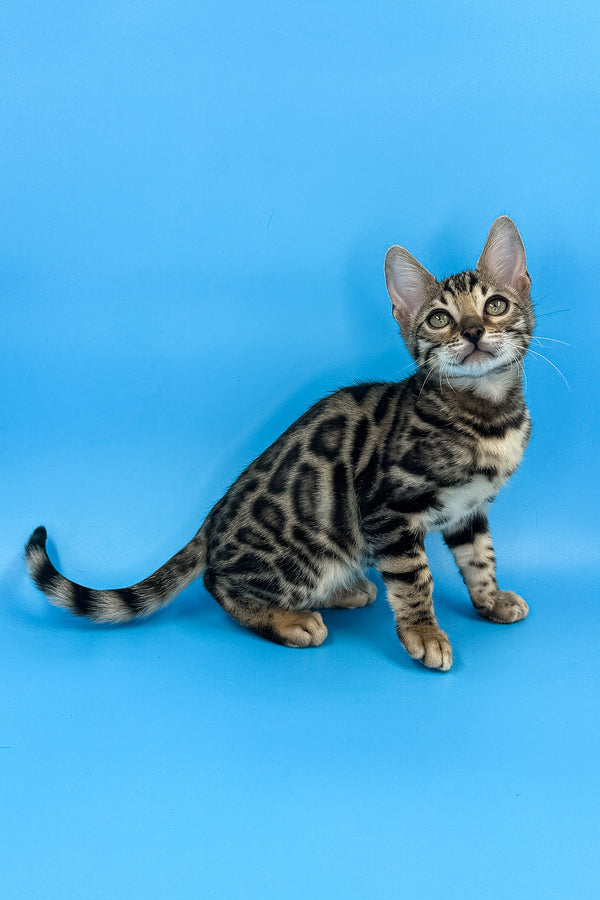 Yoshi | Bengal Kitten