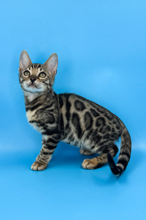 Yoshi | Bengal Kitten