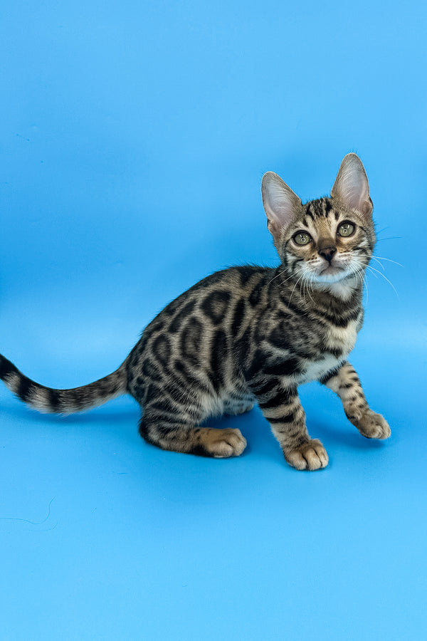 Yoshi | Bengal Kitten