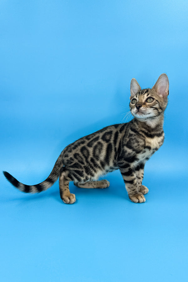 Yoshi | Bengal Kitten