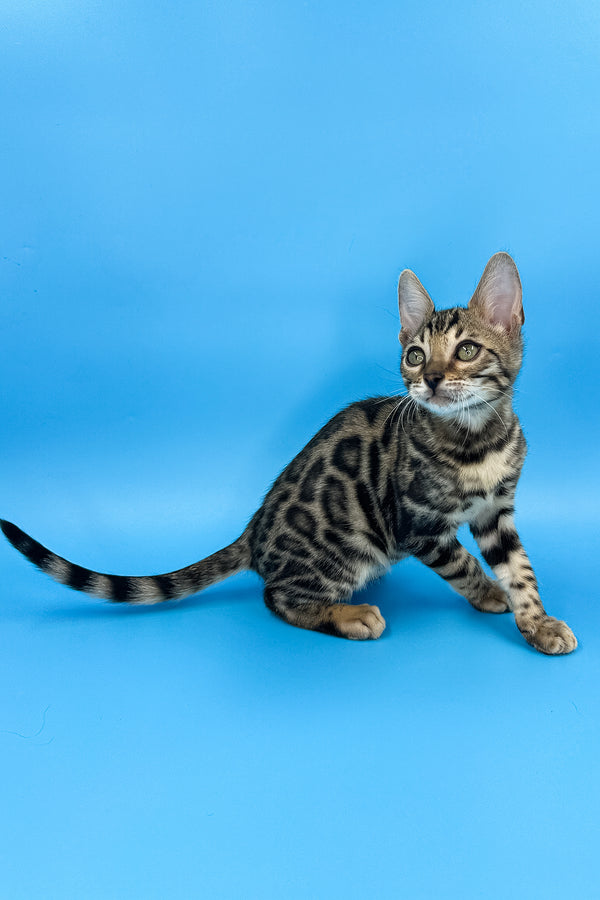 Yoshi | Bengal Kitten