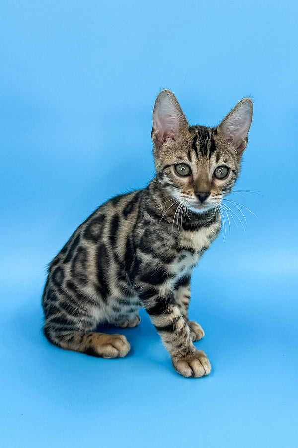 Yoshi | Bengal Kitten