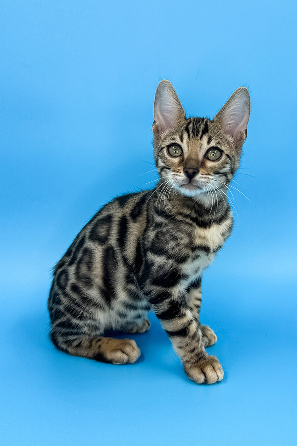 Yoshi | Bengal Kitten