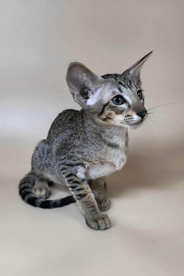 Yukio | Oriental Shorthair Kitten