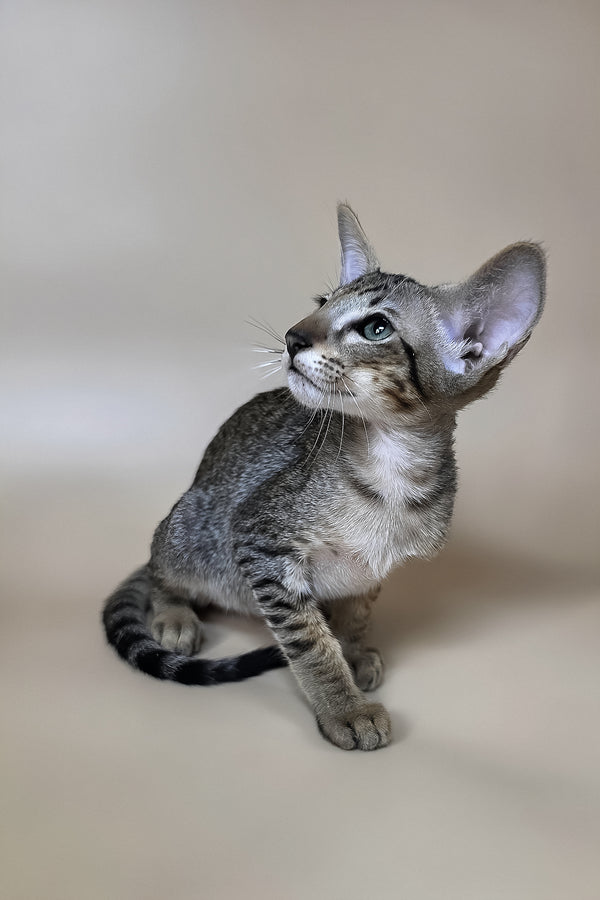Yukio | Oriental Shorthair Kitten