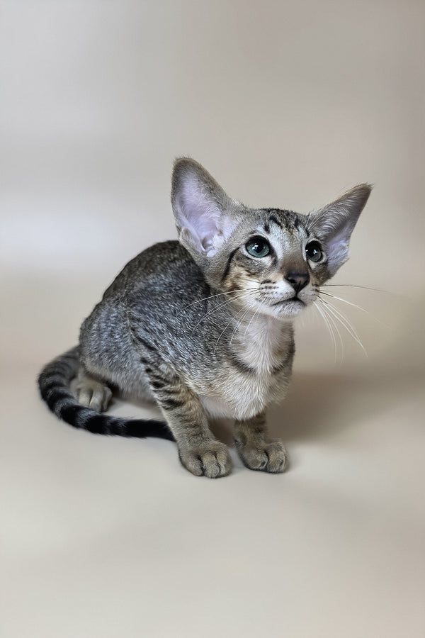 Yukio | Oriental Shorthair Kitten