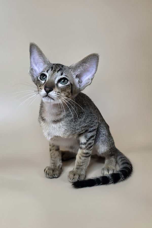 Yukio | Oriental Shorthair Kitten
