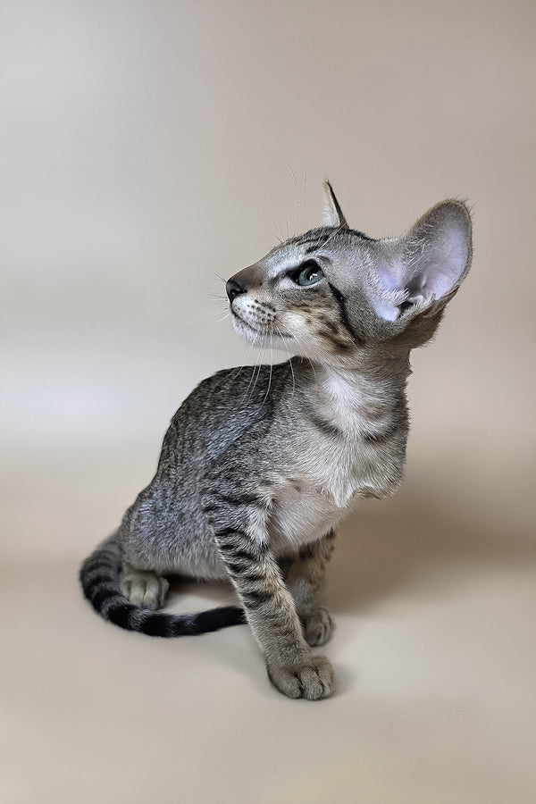 Yukio | Oriental Shorthair Kitten