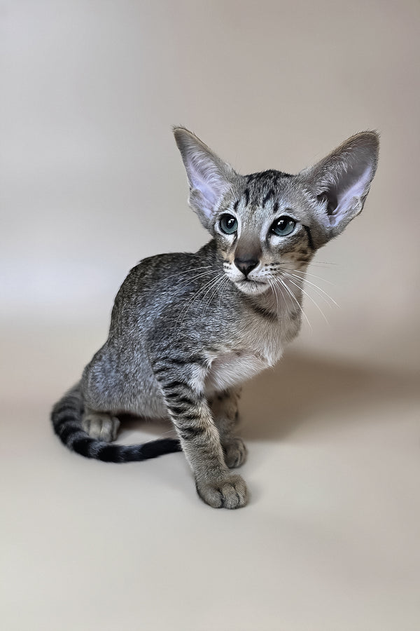 Yukio | Oriental Shorthair Kitten