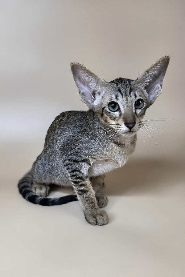 Yukio | Oriental Shorthair Kitten