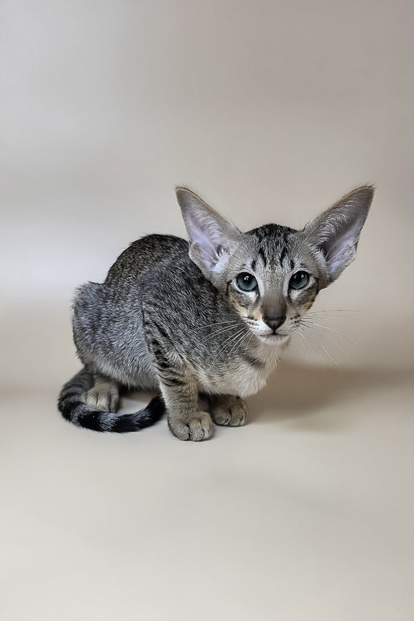 Yukio | Oriental Shorthair Kitten