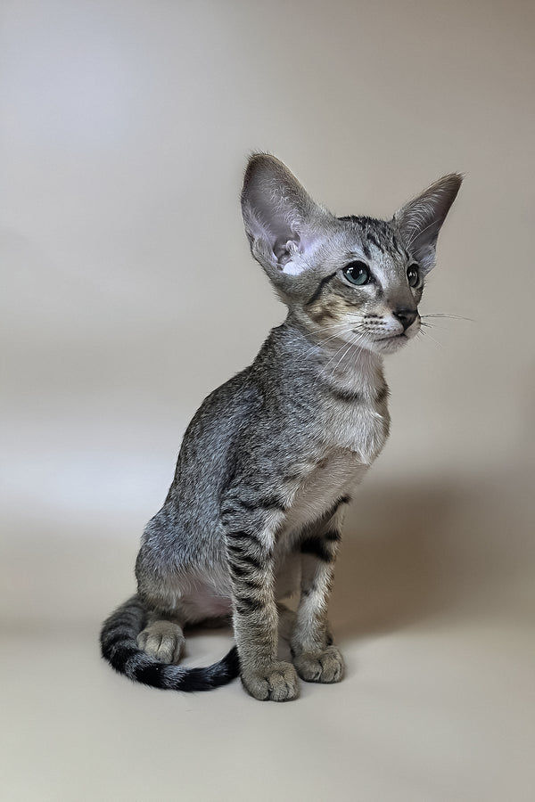 Yukio | Oriental Shorthair Kitten