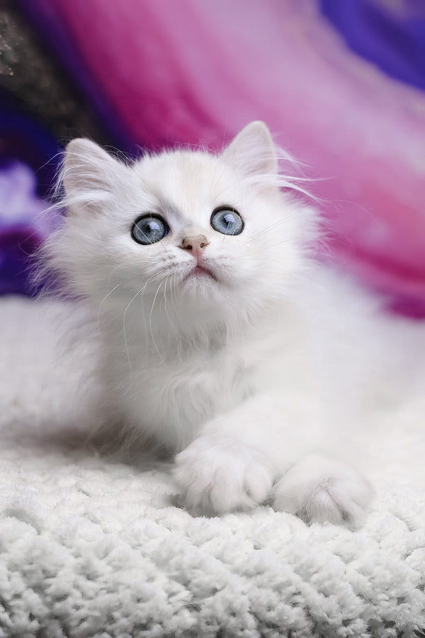 Yves | British Longhair Kitten