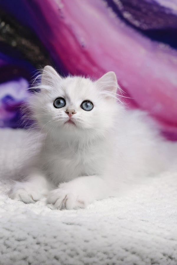Yves | British Longhair Kitten