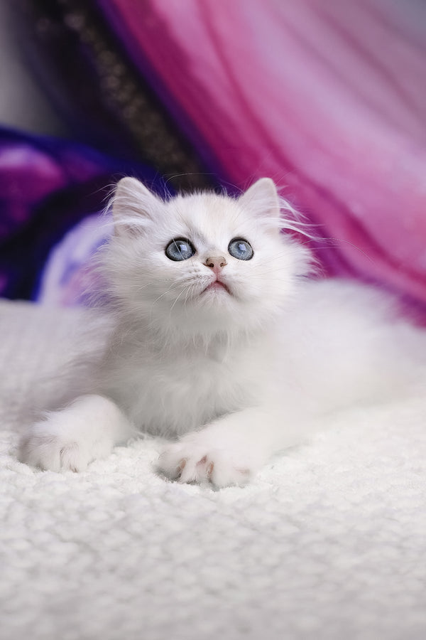 Yves | British Longhair Kitten