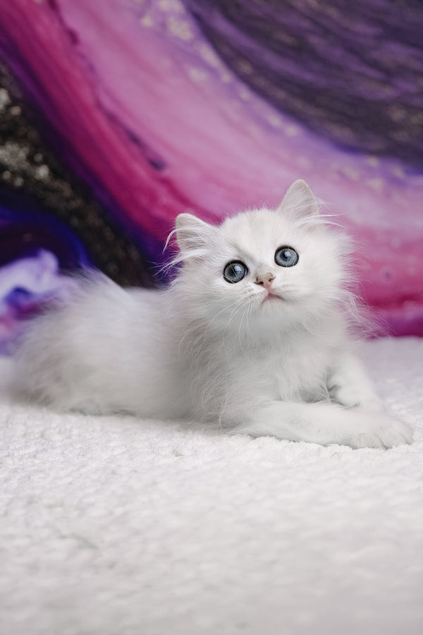 Yves | British Longhair Kitten