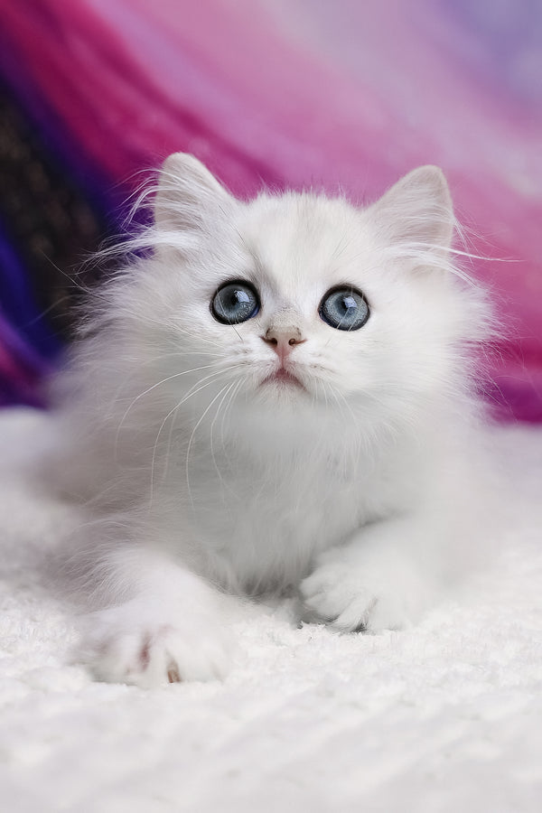 Yves | British Longhair Kitten