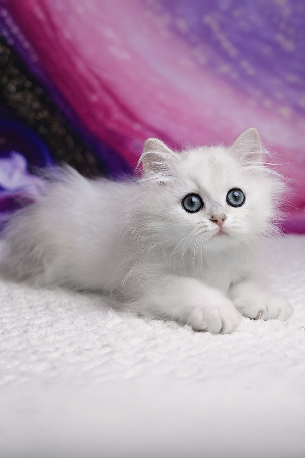 Yves | British Longhair Kitten