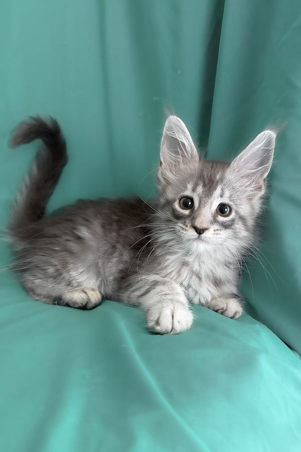 Zama | Maine Coon Kitten
