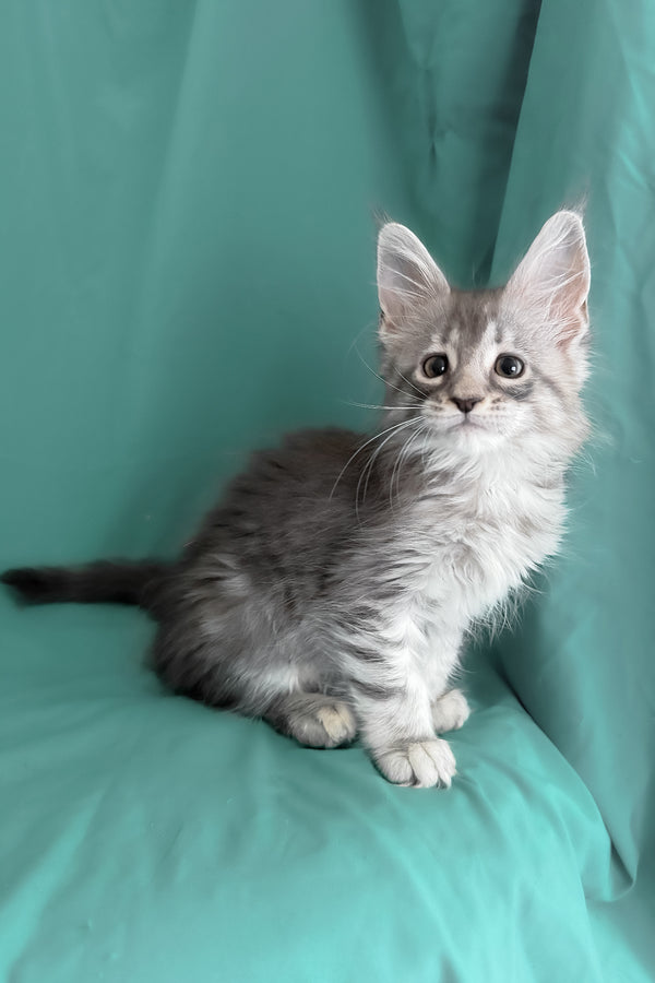 Zama | Maine Coon Kitten