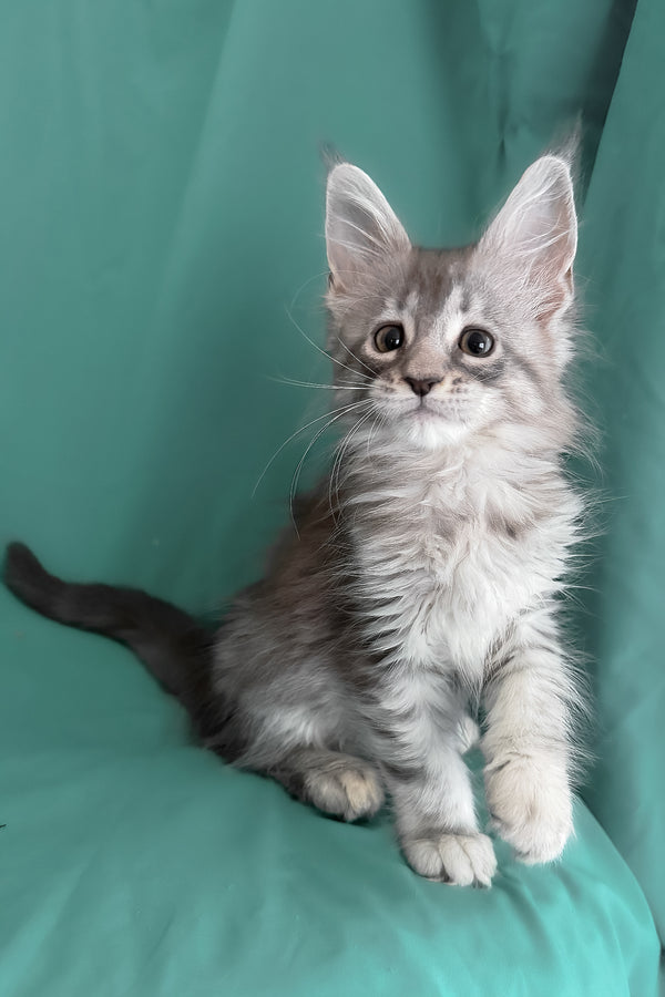 Zama | Maine Coon Kitten
