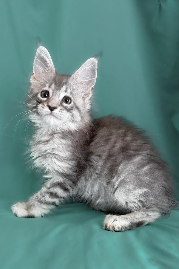 Zama | Maine Coon Kitten