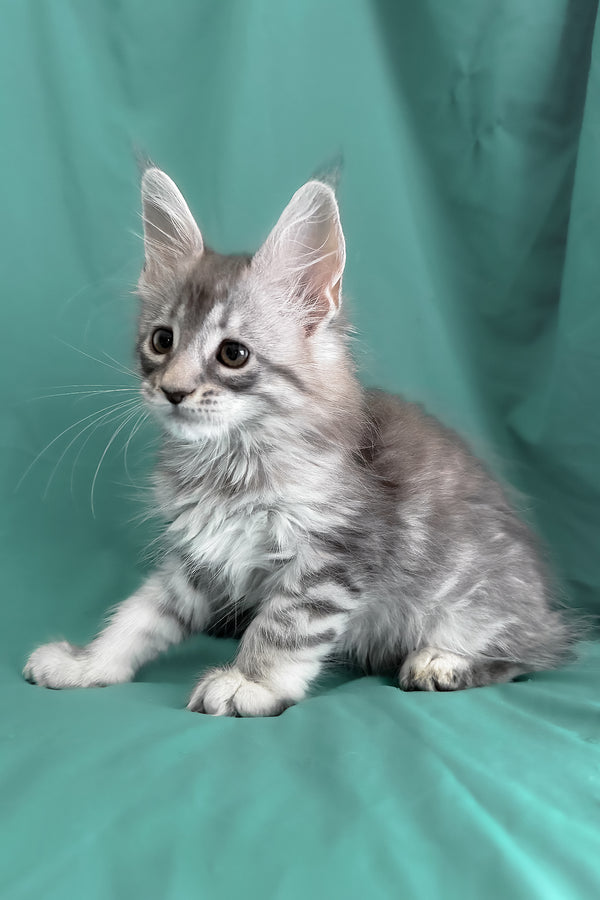 Zama | Maine Coon Kitten