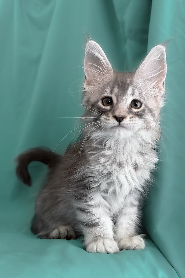 Zama | Maine Coon Kitten