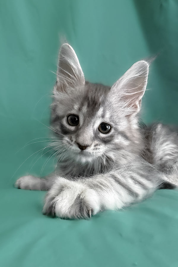 Zama | Maine Coon Kitten