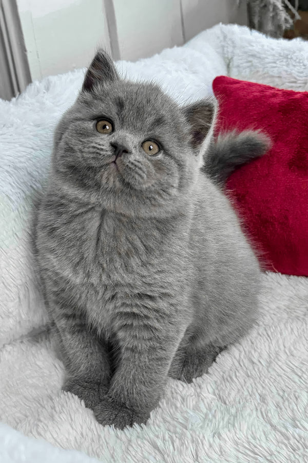 Zephyr | British Shorthair Kitten