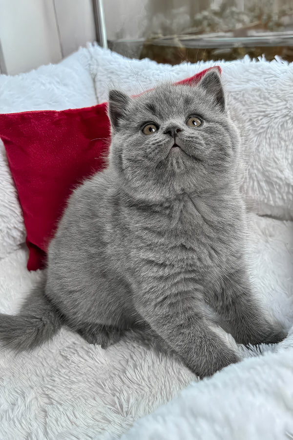 Zephyr | British Shorthair Kitten