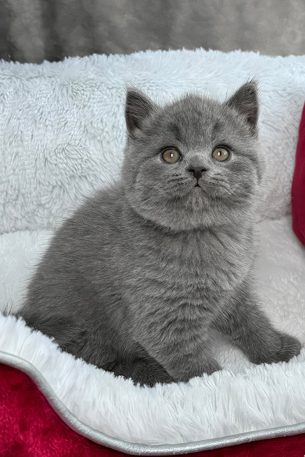 Zephyr | British Shorthair Kitten
