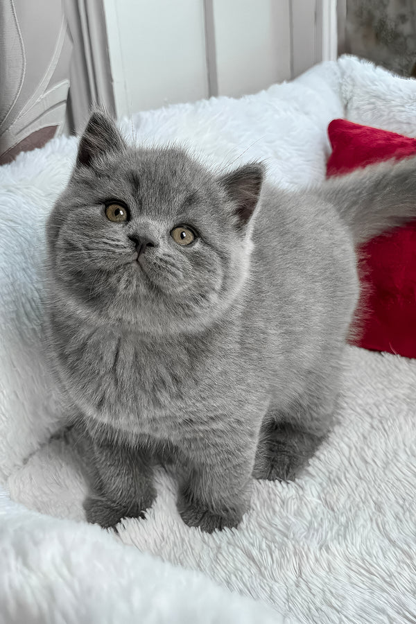 Zephyr | British Shorthair Kitten