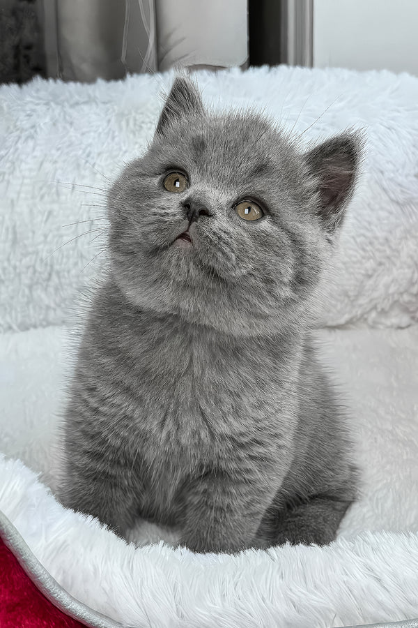 Zephyr | British Shorthair Kitten