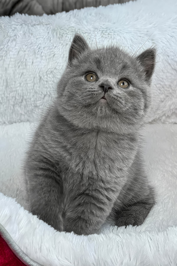 Zephyr | British Shorthair Kitten