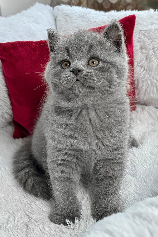 Zephyr | British Shorthair Kitten