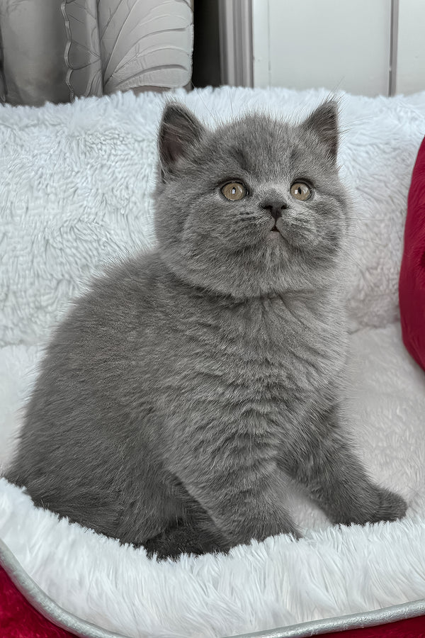 Zephyr | British Shorthair Kitten