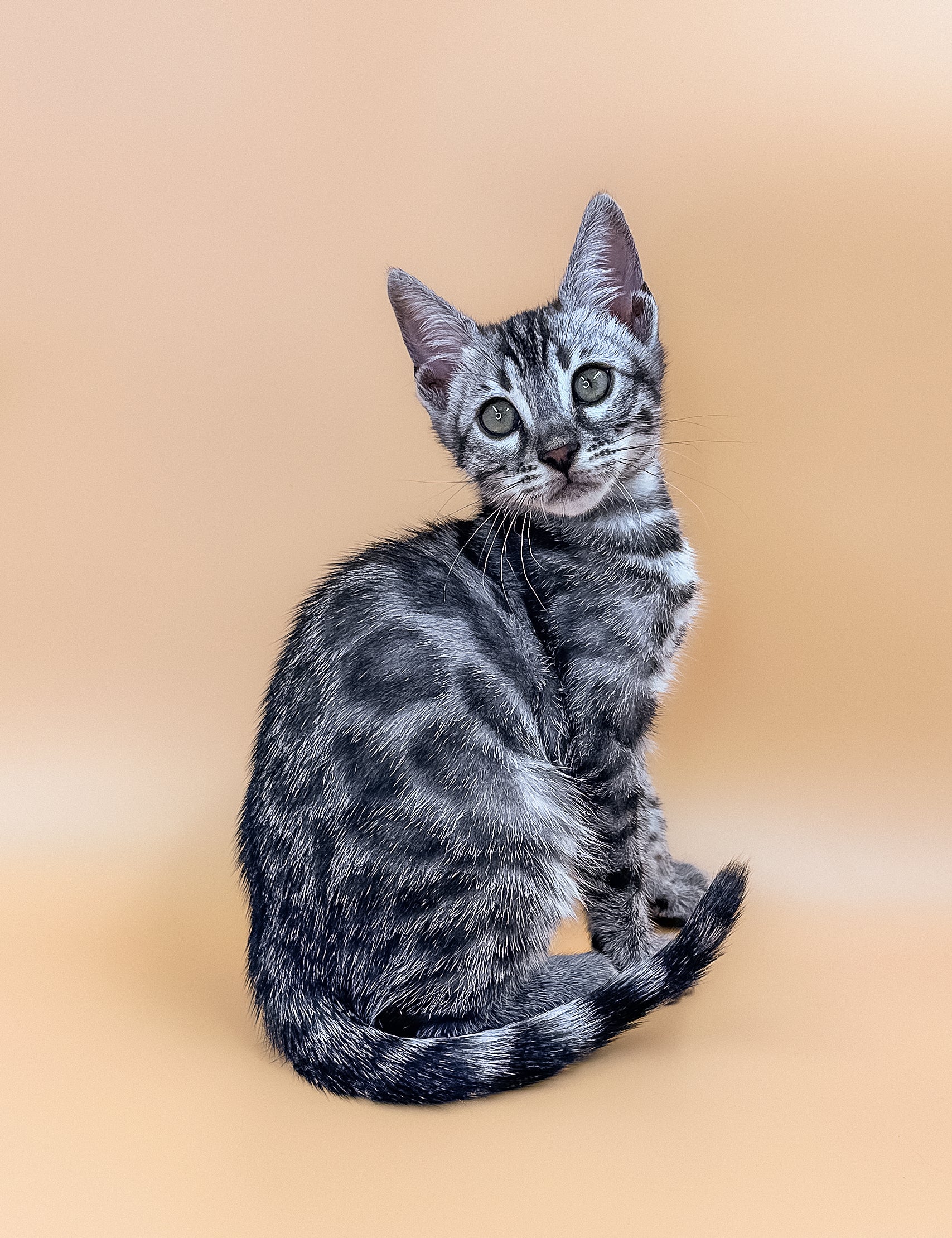 HOT Bengal Kittens Manx Cat For Sale Manx Kitten Banx Kittens