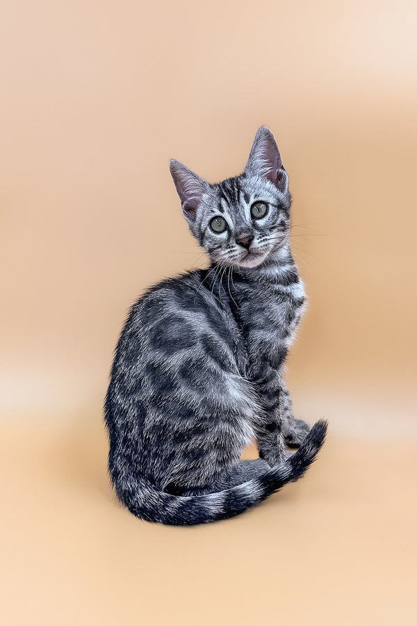 Silver Bengal Blue Marble Bengal Grey Marble Bengal Cat 2025