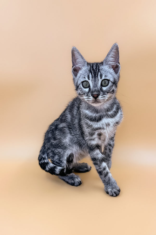 Bengal Mau Kittens Mixed Hot Sale Bengal Cat