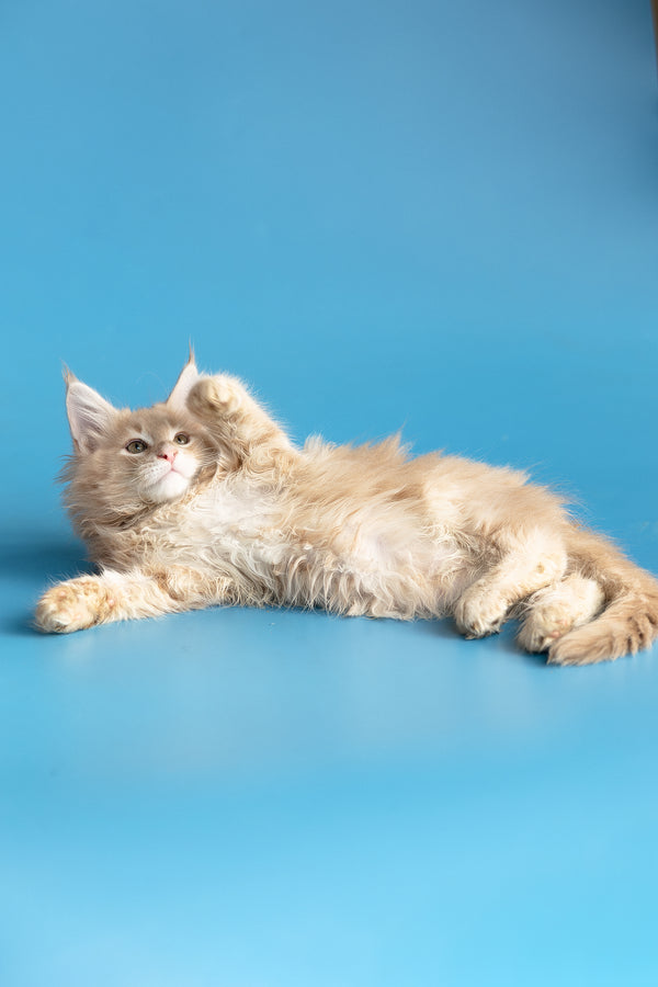 Zlatan | Maine Coon Kitten